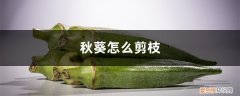 秋葵怎么剪枝种植 秋葵怎么剪枝