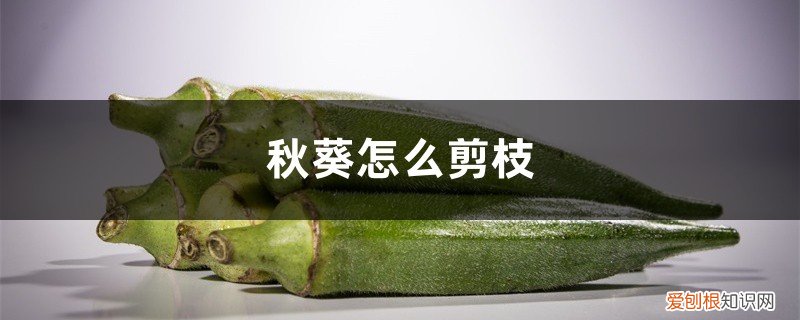 秋葵怎么剪枝种植 秋葵怎么剪枝