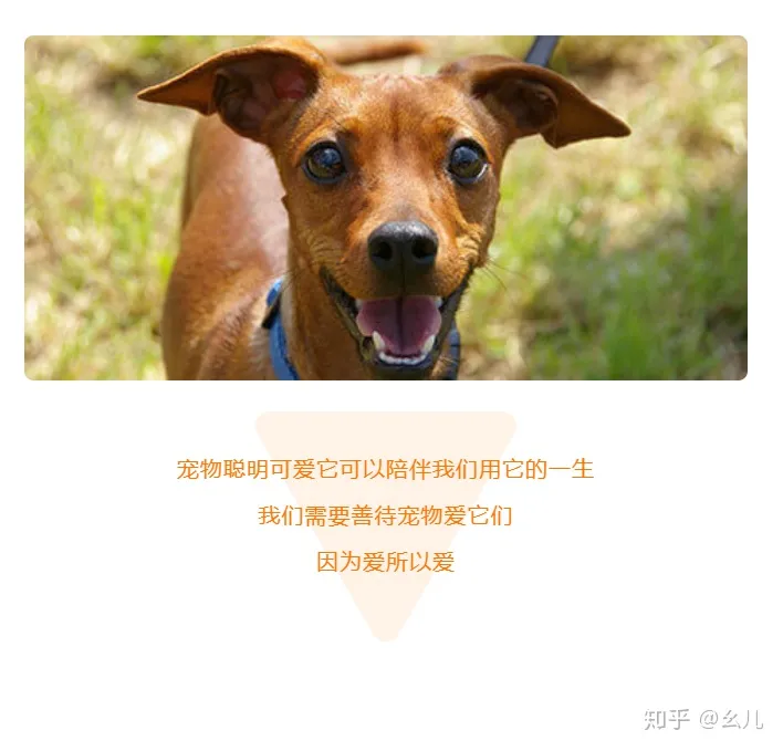 宠物微信公众号排行榜，宠物相关的微信公众号图文还能这样排版？萌化了