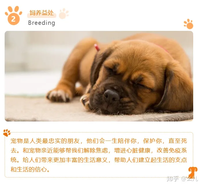 宠物微信公众号排行榜，宠物相关的微信公众号图文还能这样排版？萌化了