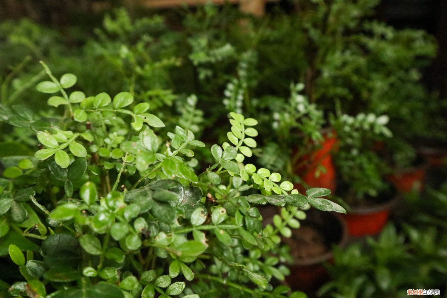 胡椒木如何养护