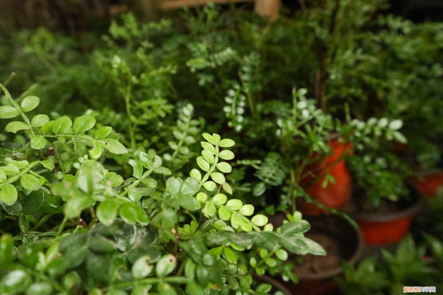 胡椒木如何养护