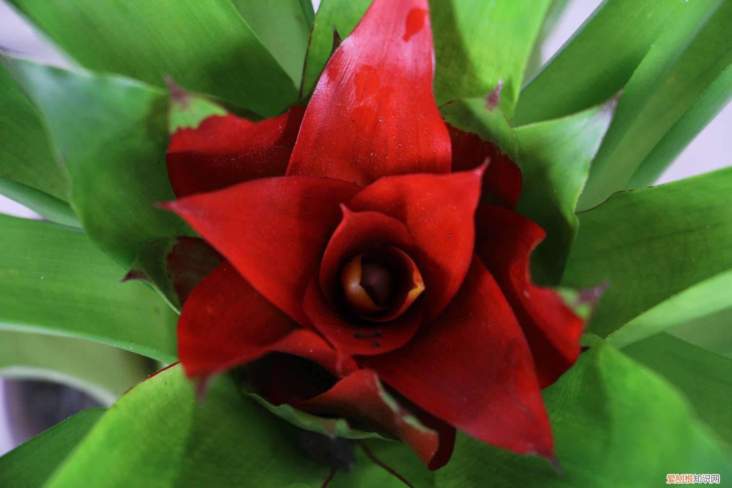 鸿运当头怎么养花才会红 鸿运当头花怎么养才红