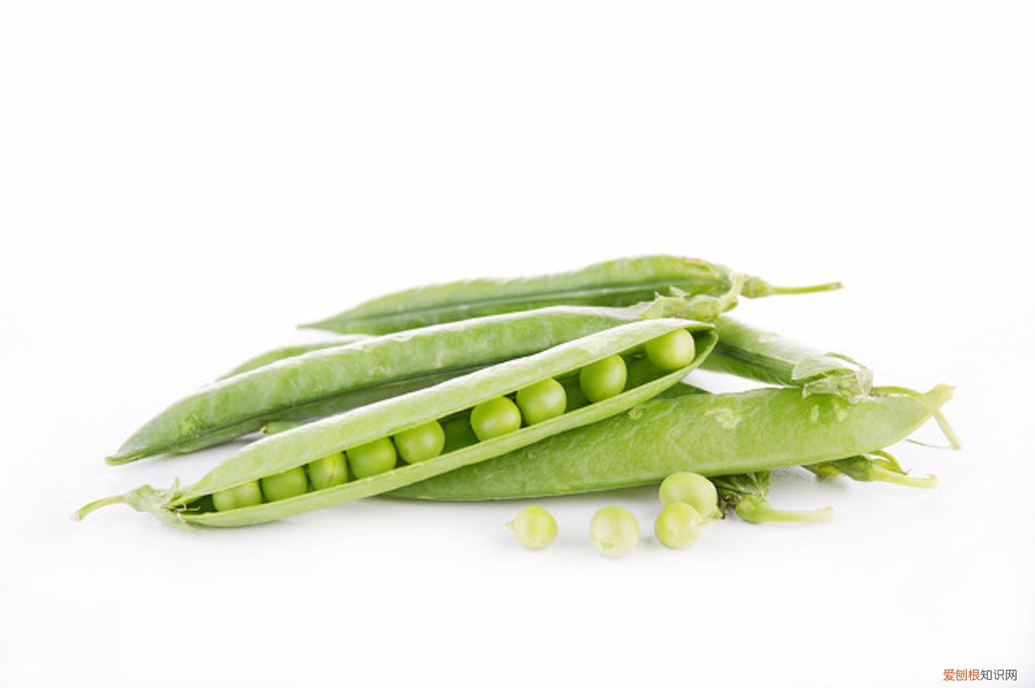 豌豆的种植方法和时间今日新鲜事 豌豆的种植方法和时间
