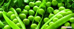 豌豆的种植方法和时间今日新鲜事 豌豆的种植方法和时间