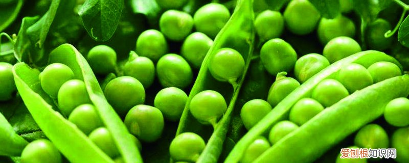 豌豆的种植方法和时间今日新鲜事 豌豆的种植方法和时间