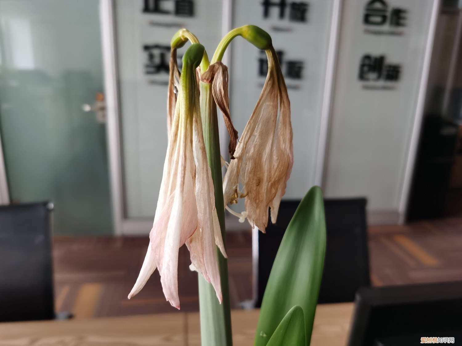 朱顶红用深盆还是浅盆有毒吗 朱顶红用深盆还是浅盆