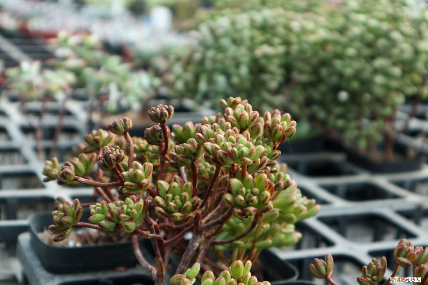 多肉不适合大盆 多肉为什么忌大盆