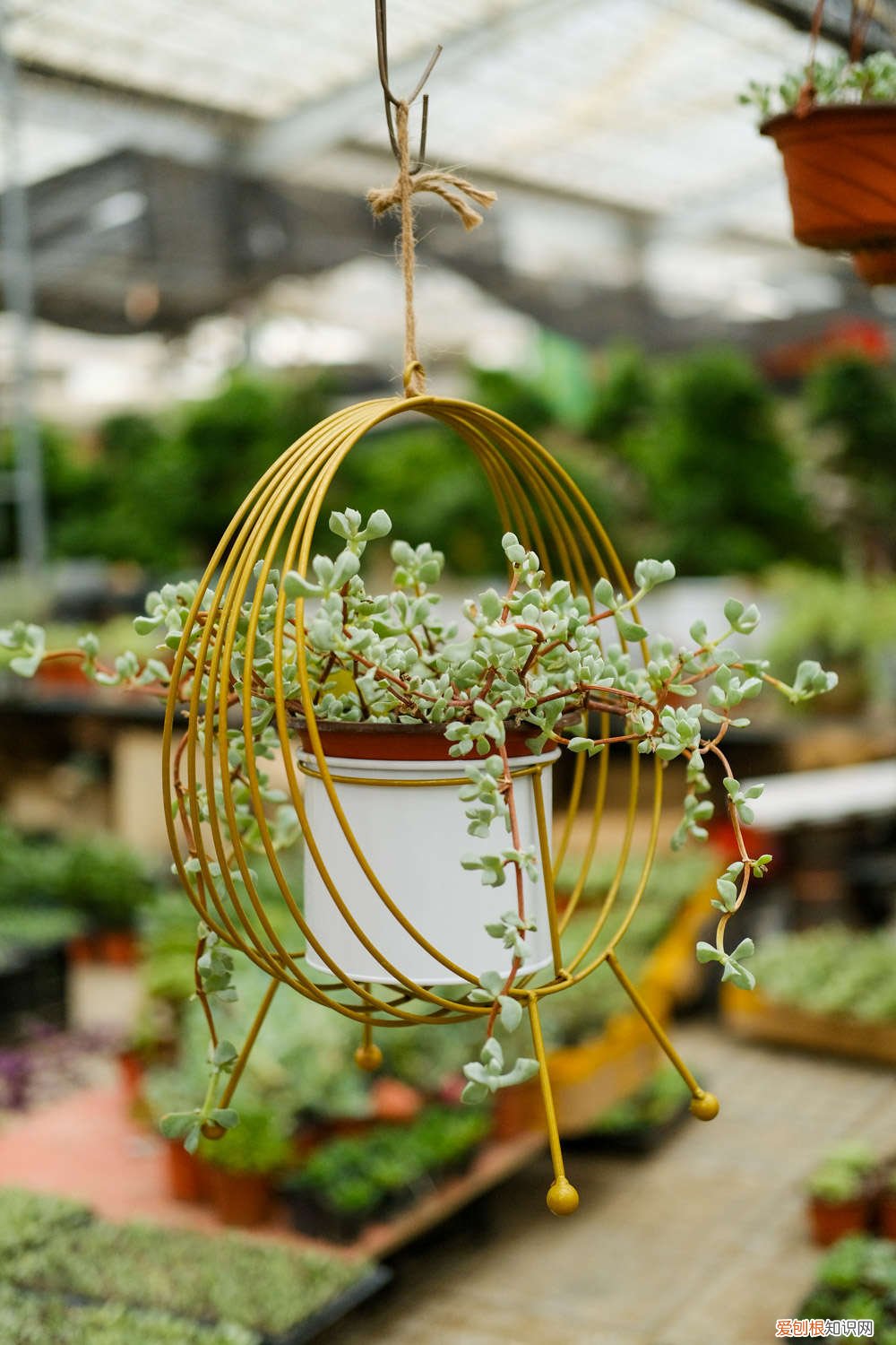 多肉不适合大盆 多肉为什么忌大盆