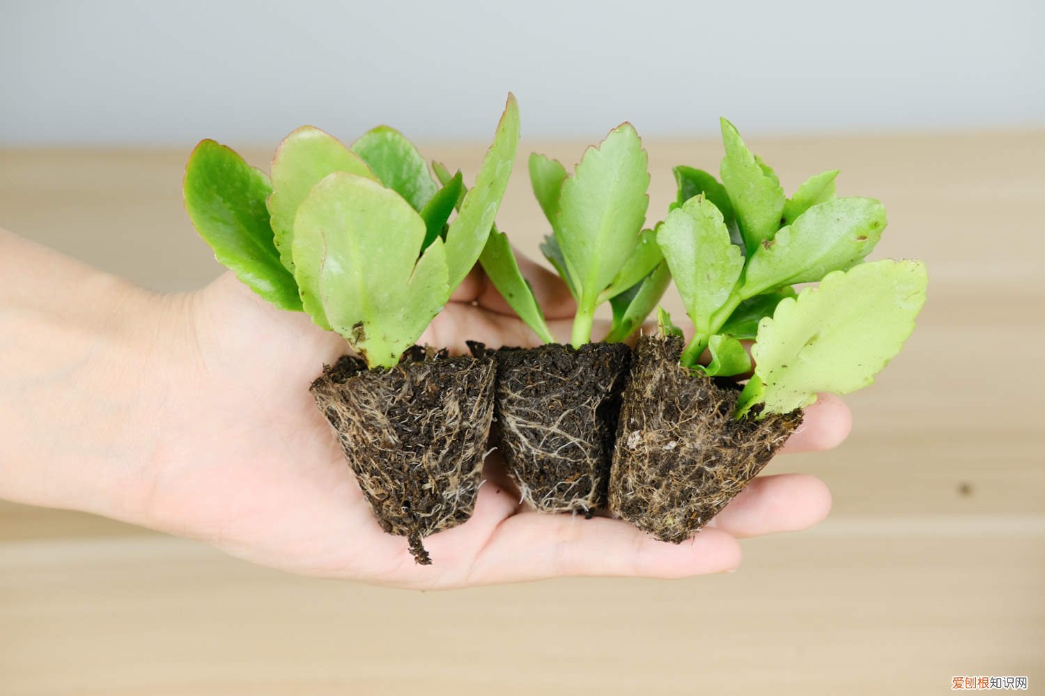 长寿花一年开几次花期 长寿花一年开几次花