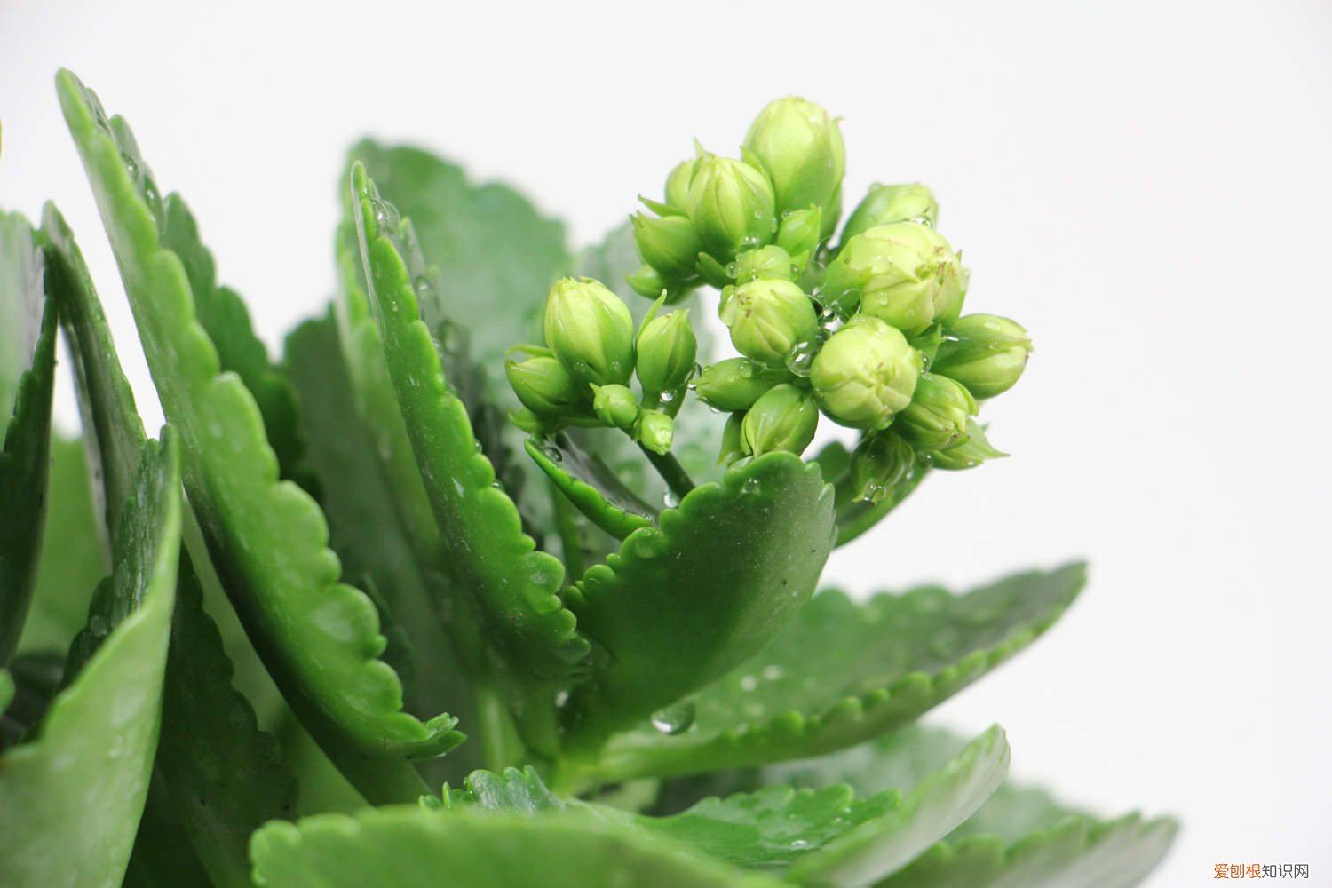 长寿花一年开几次花期 长寿花一年开几次花