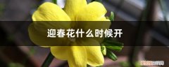北京迎春花什么时候开 迎春花什么时候开