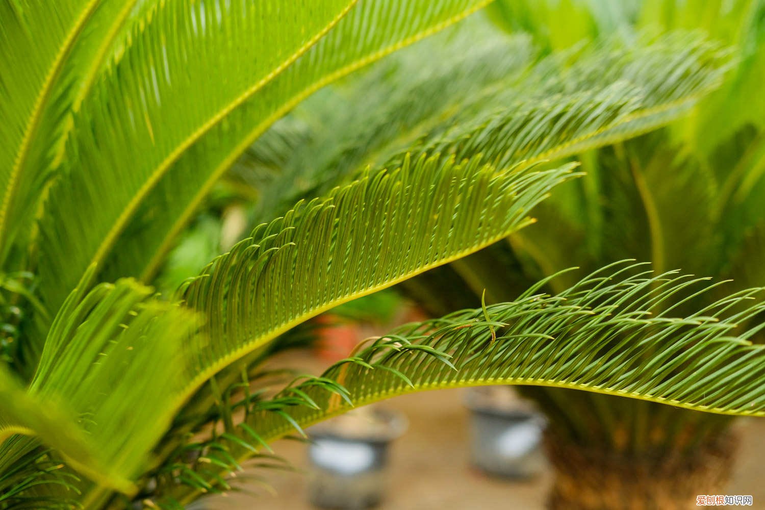铁树开花多少年开一次花 铁树开花多少年一次