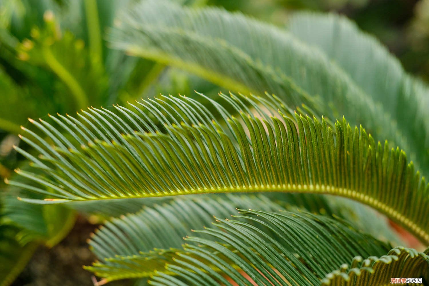 铁树开花多少年开一次花 铁树开花多少年一次