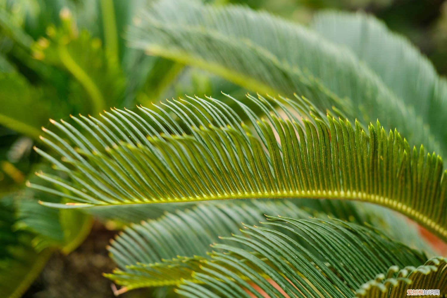 铁树开花吗多少年才开一次 铁树开花吗