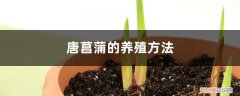 唐菖蒲的养殖方法和管理 唐菖蒲的养殖方法