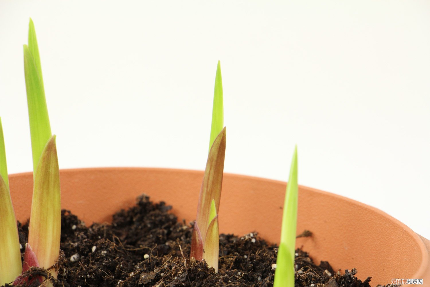 唐菖蒲的养殖方法和管理 唐菖蒲的养殖方法