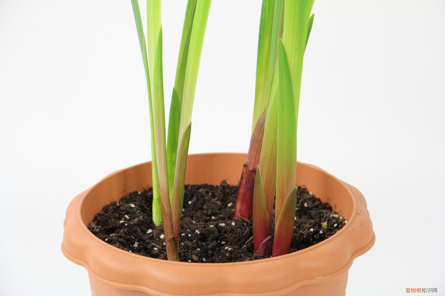 唐菖蒲的养殖方法和管理 唐菖蒲的养殖方法