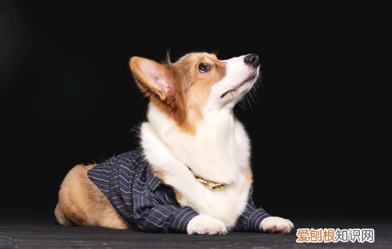 柯基种类 柯基种类有哪些