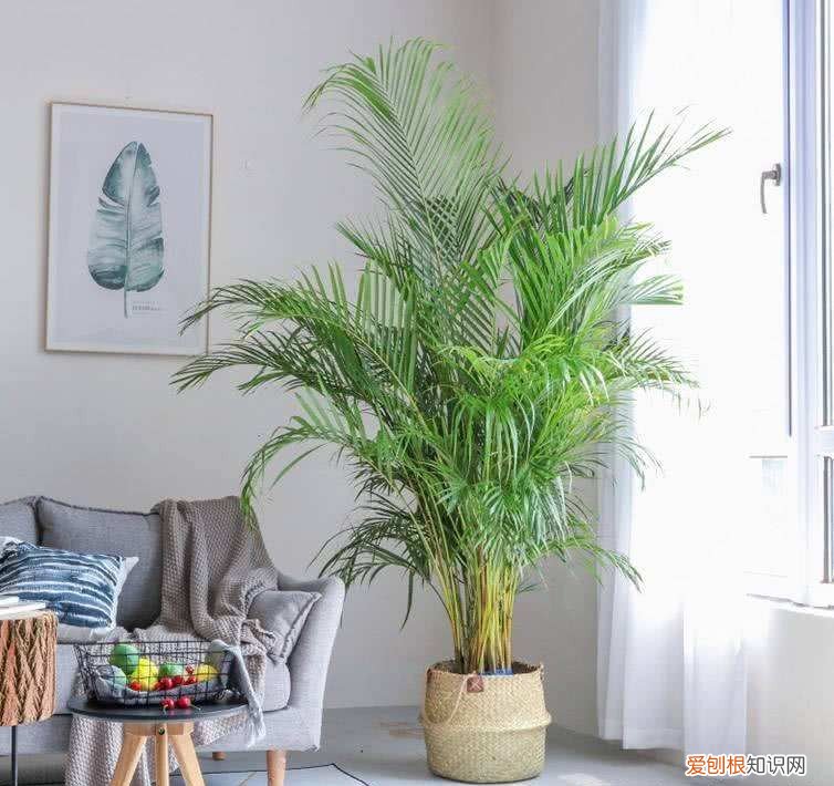 收藏 好养活寿命长的盆栽花，38种颜值高、好养活、寿命长的常见室内盆栽，附养护简介