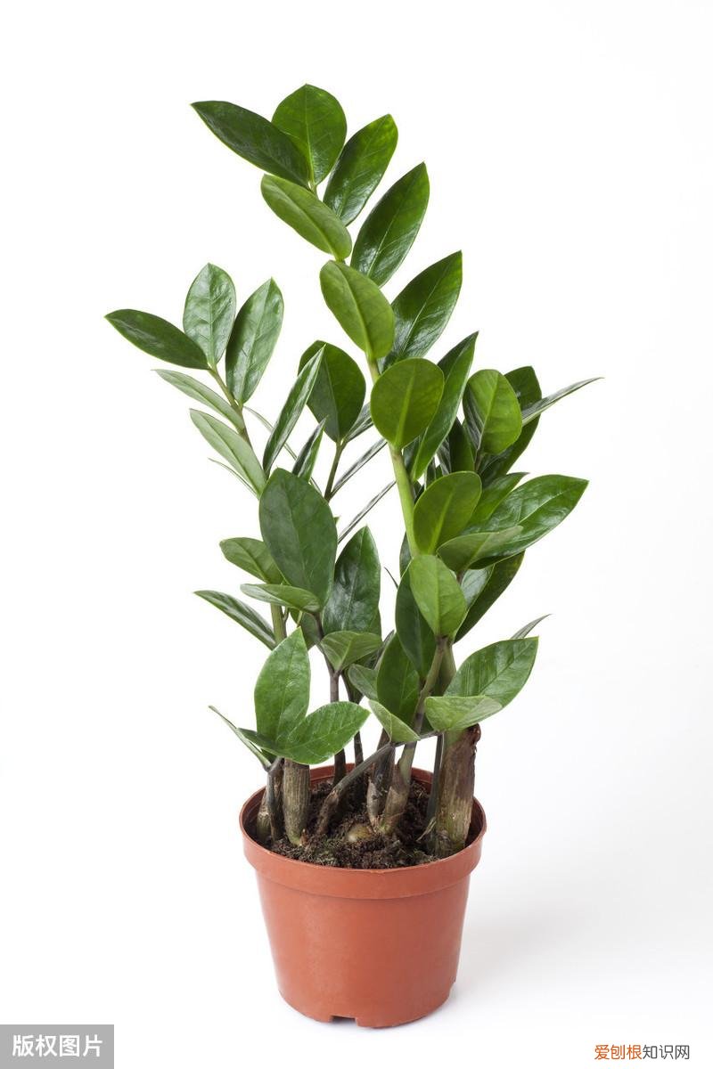 收藏 好养活寿命长的盆栽花，38种颜值高、好养活、寿命长的常见室内盆栽，附养护简介