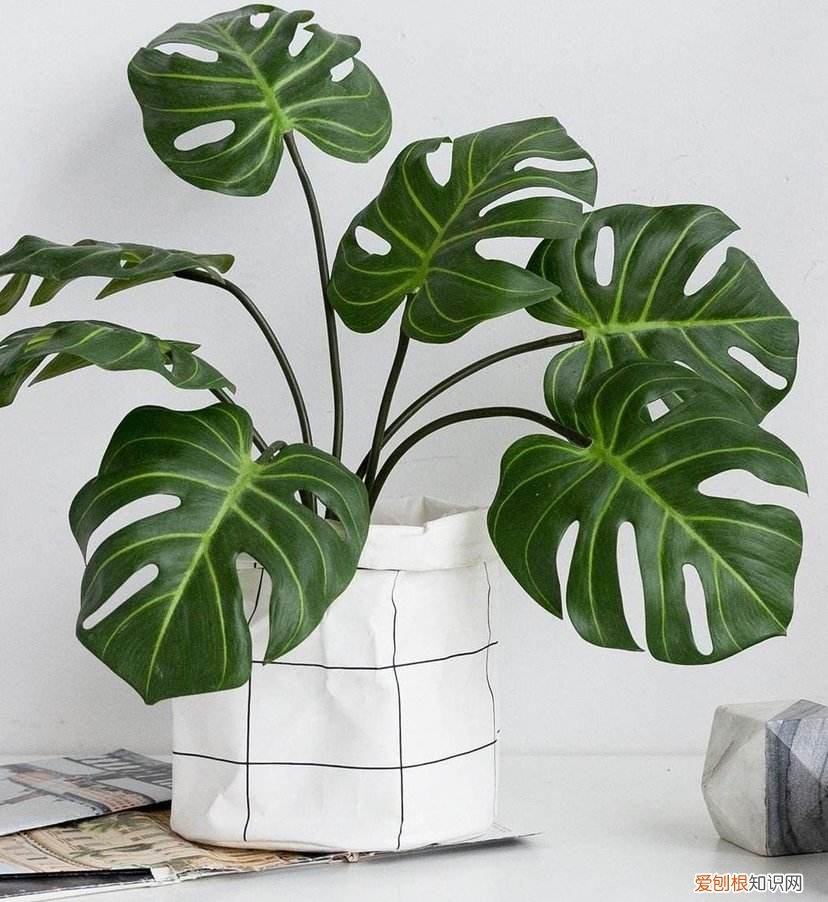 收藏 好养活寿命长的盆栽花，38种颜值高、好养活、寿命长的常见室内盆栽，附养护简介