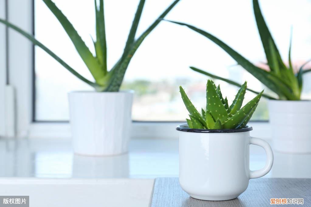 收藏 好养活寿命长的盆栽花，38种颜值高、好养活、寿命长的常见室内盆栽，附养护简介