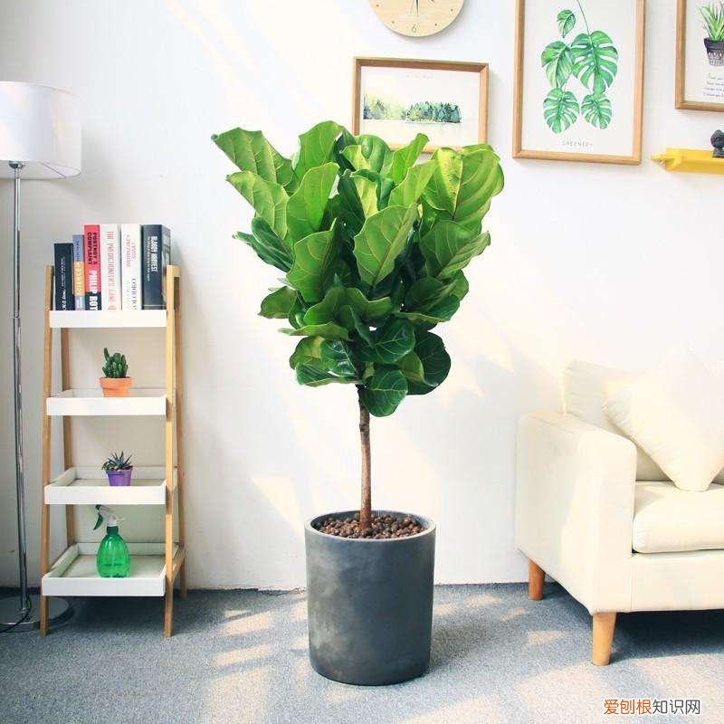 收藏 好养活寿命长的盆栽花，38种颜值高、好养活、寿命长的常见室内盆栽，附养护简介