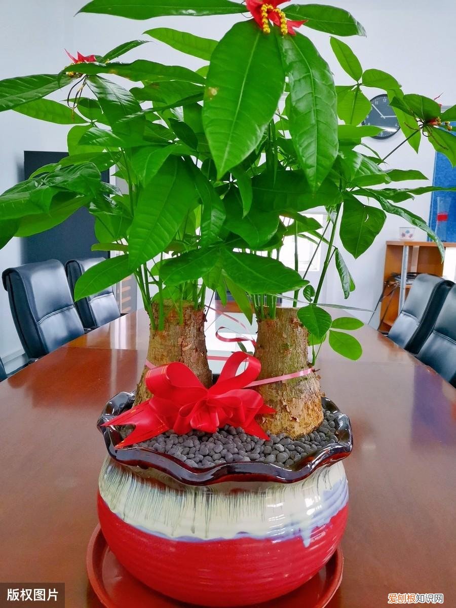 收藏 好养活寿命长的盆栽花，38种颜值高、好养活、寿命长的常见室内盆栽，附养护简介