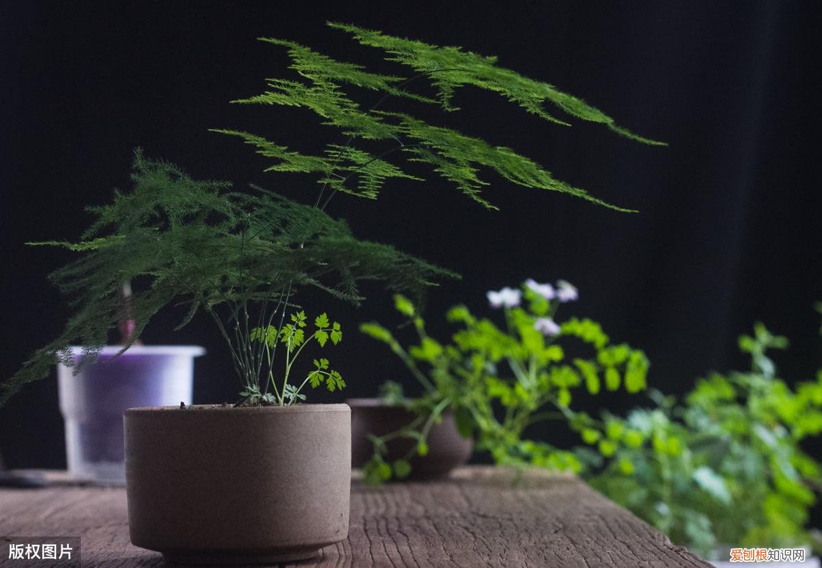 收藏 好养活寿命长的盆栽花，38种颜值高、好养活、寿命长的常见室内盆栽，附养护简介