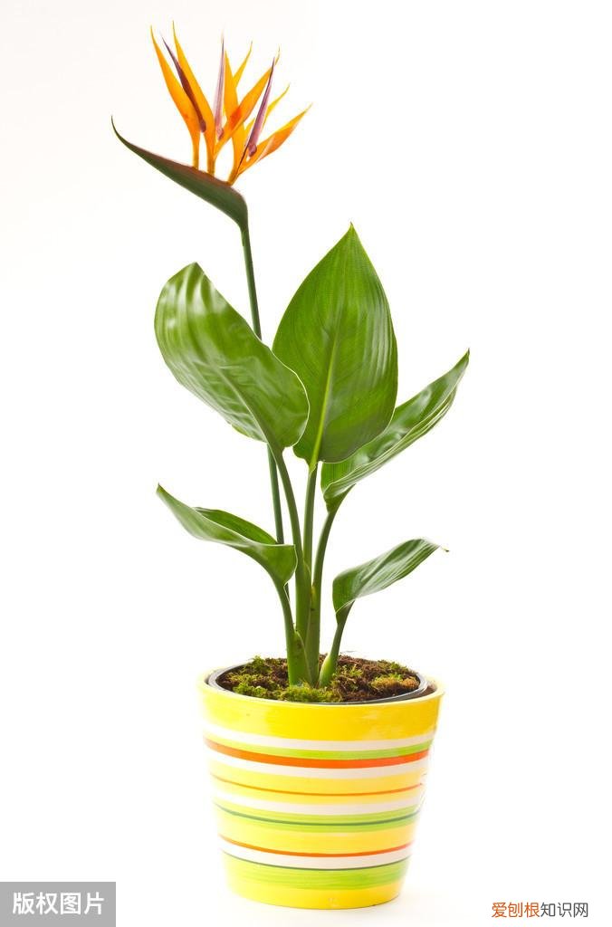 收藏 好养活寿命长的盆栽花，38种颜值高、好养活、寿命长的常见室内盆栽，附养护简介