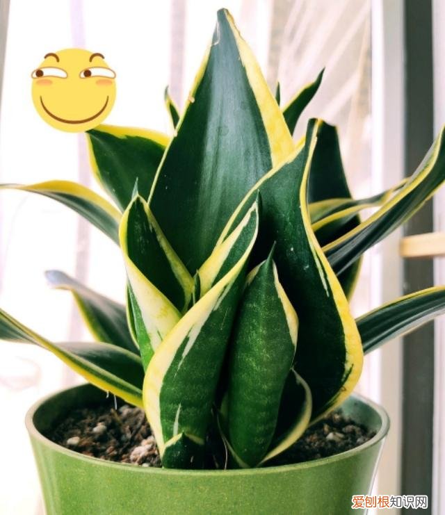 收藏 好养活寿命长的盆栽花，38种颜值高、好养活、寿命长的常见室内盆栽，附养护简介
