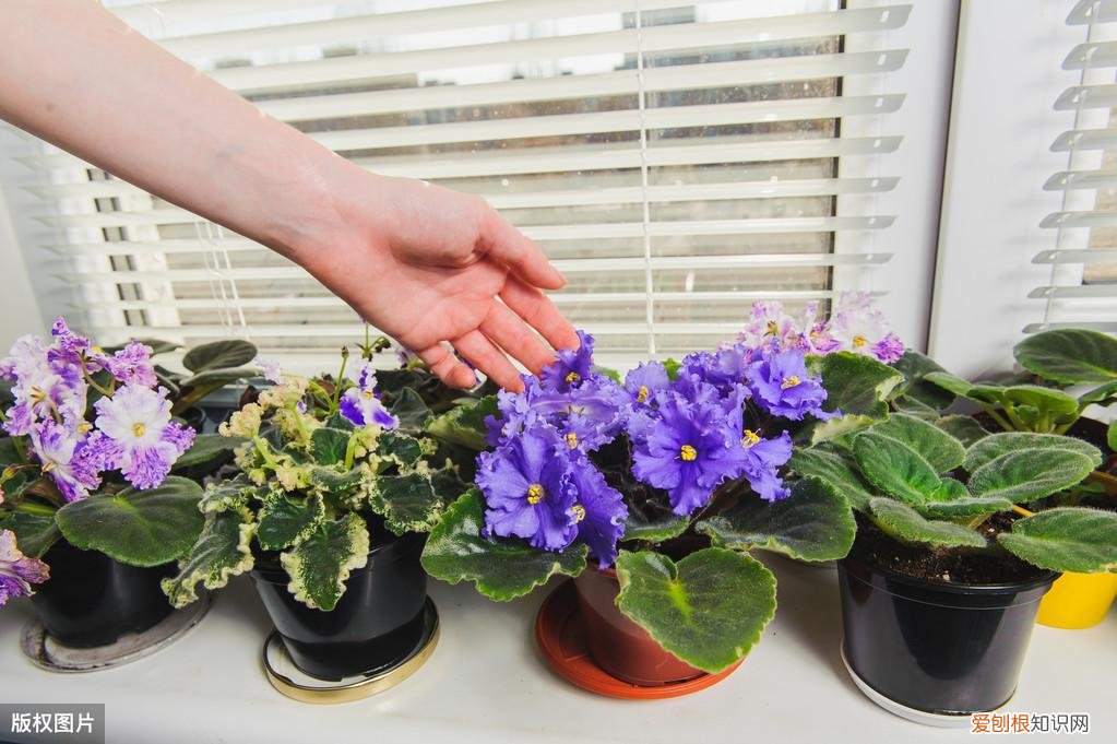 收藏 好养活寿命长的盆栽花，38种颜值高、好养活、寿命长的常见室内盆栽，附养护简介