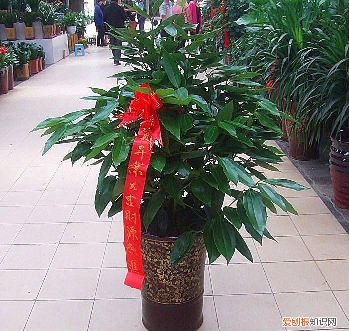 收藏 好养活寿命长的盆栽花，38种颜值高、好养活、寿命长的常见室内盆栽，附养护简介