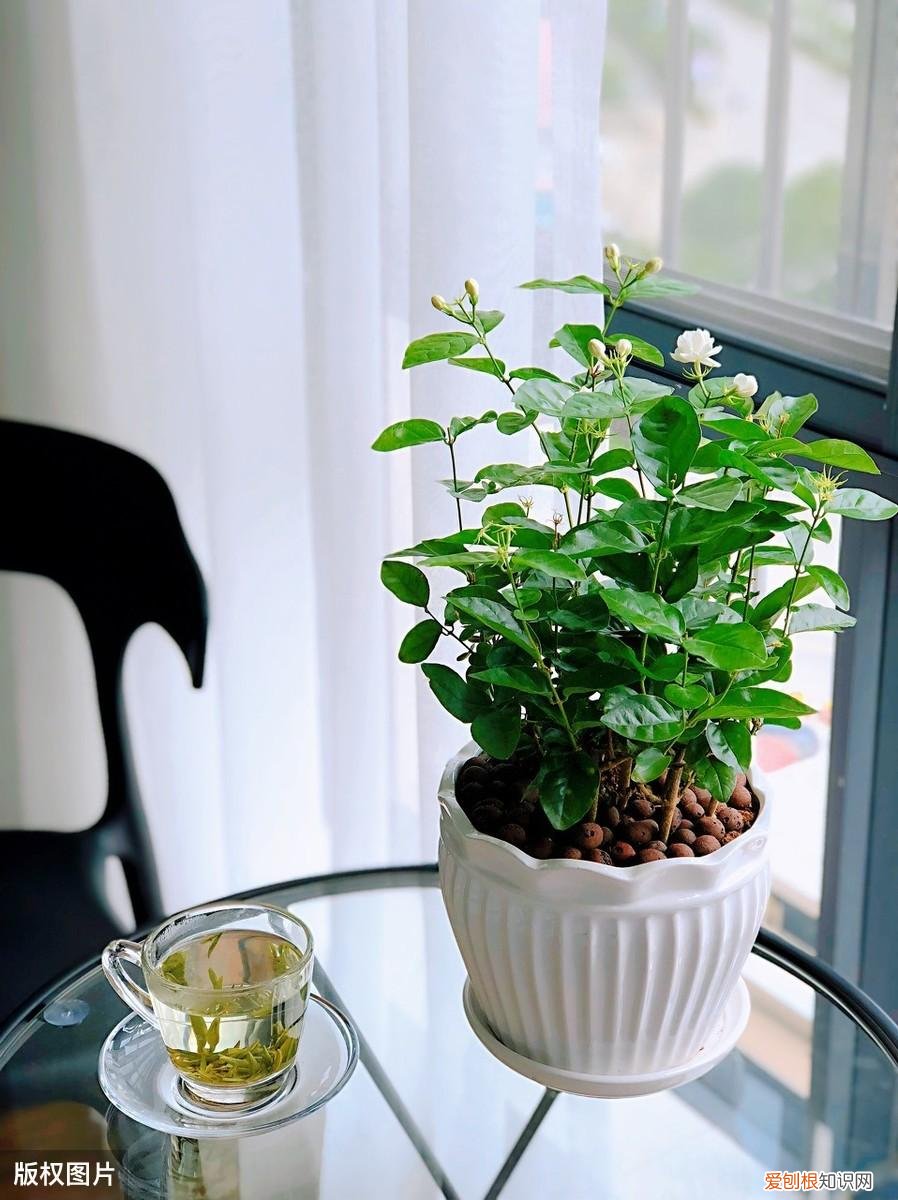 收藏 好养活寿命长的盆栽花，38种颜值高、好养活、寿命长的常见室内盆栽，附养护简介