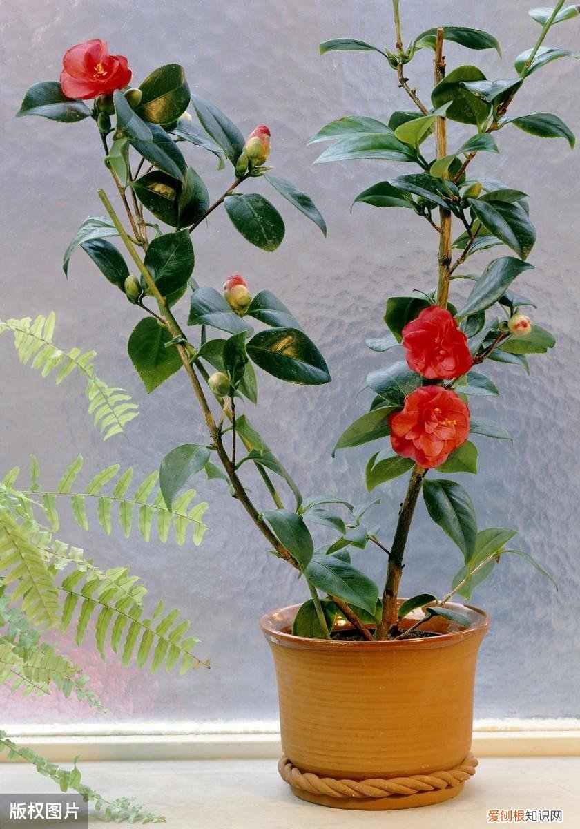 收藏 好养活寿命长的盆栽花，38种颜值高、好养活、寿命长的常见室内盆栽，附养护简介