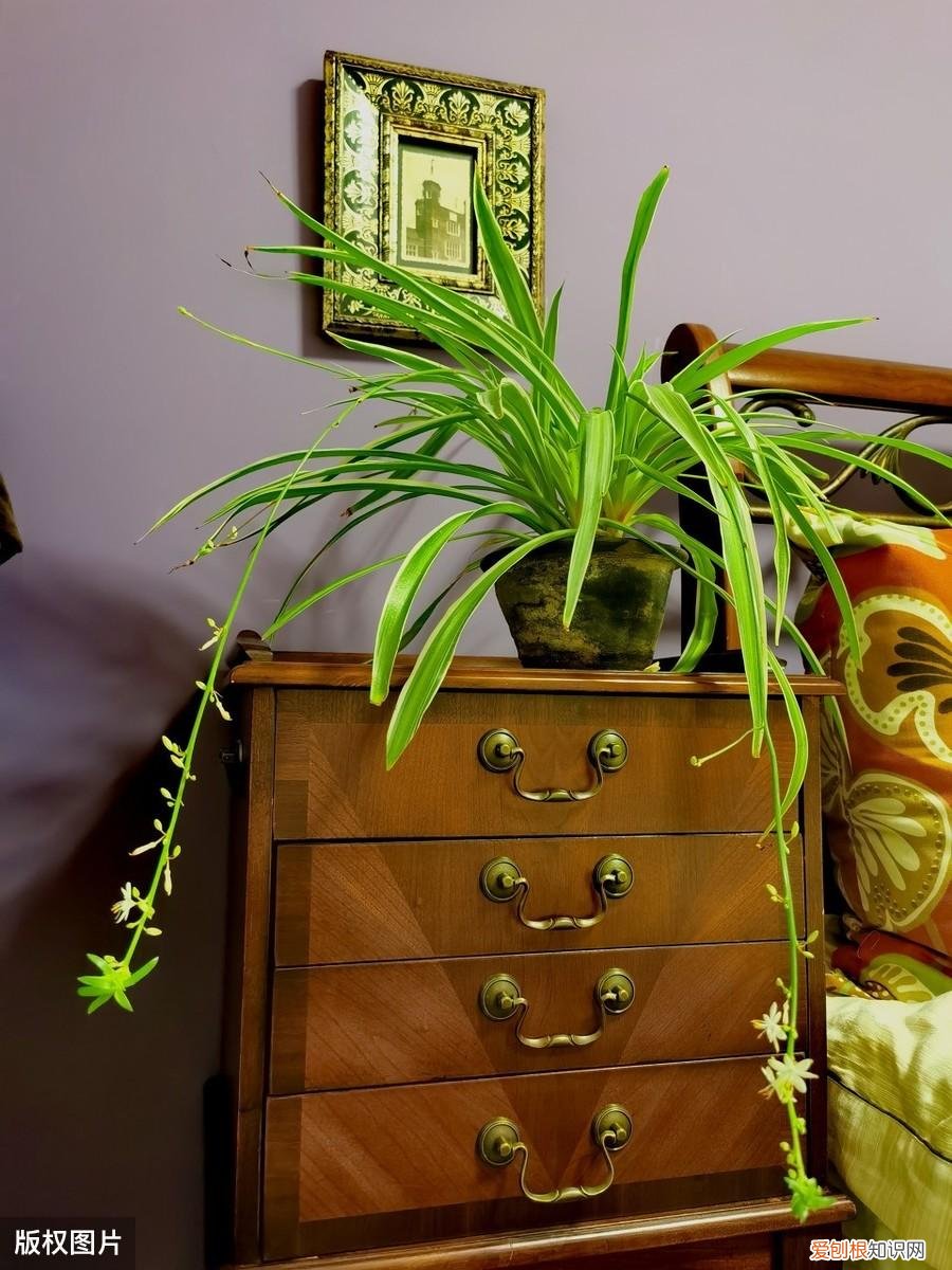 收藏 好养活寿命长的盆栽花，38种颜值高、好养活、寿命长的常见室内盆栽，附养护简介