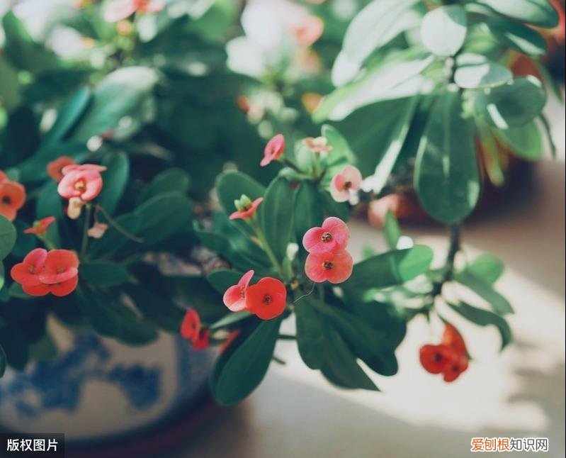 收藏 好养活寿命长的盆栽花，38种颜值高、好养活、寿命长的常见室内盆栽，附养护简介