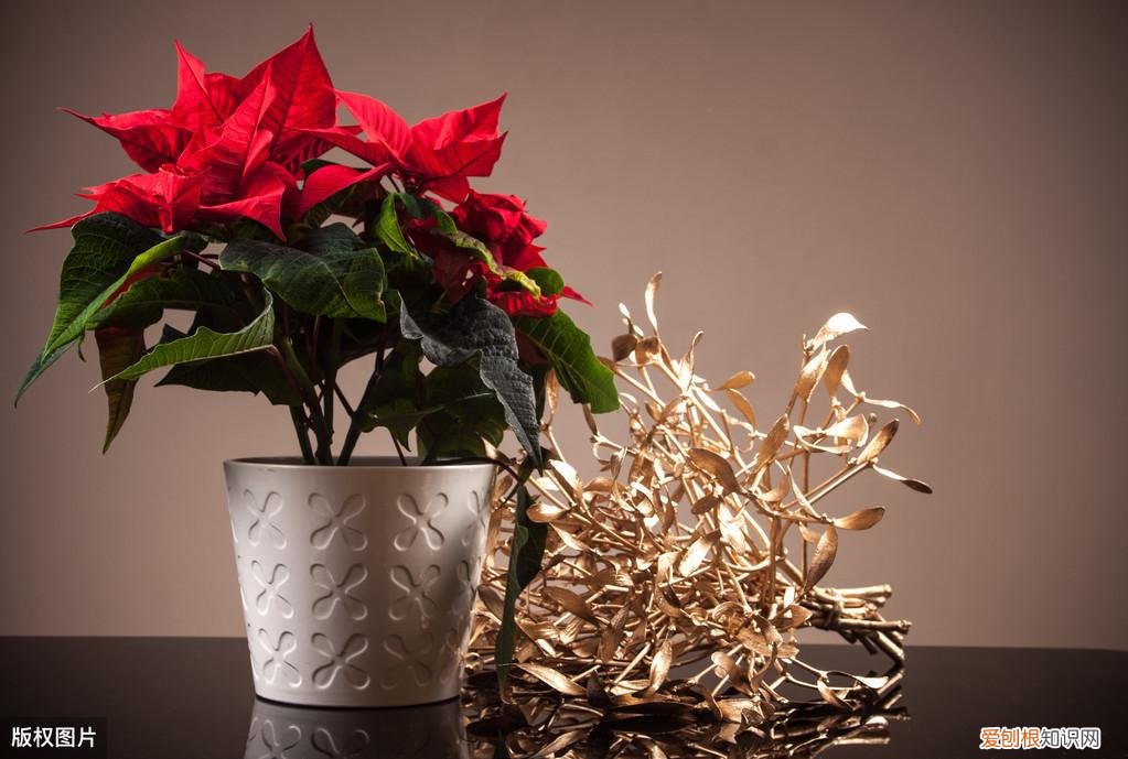 收藏 好养活寿命长的盆栽花，38种颜值高、好养活、寿命长的常见室内盆栽，附养护简介