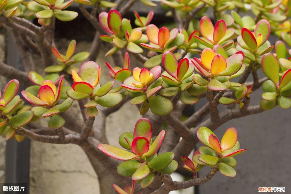 收藏 好养活寿命长的盆栽花，38种颜值高、好养活、寿命长的常见室内盆栽，附养护简介