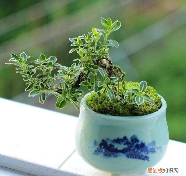 收藏 好养活寿命长的盆栽花，38种颜值高、好养活、寿命长的常见室内盆栽，附养护简介