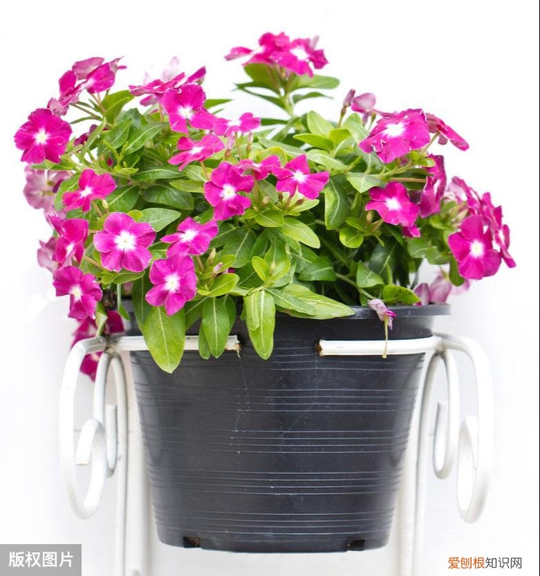 收藏 好养活寿命长的盆栽花，38种颜值高、好养活、寿命长的常见室内盆栽，附养护简介