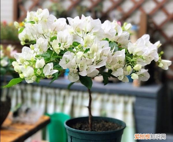 收藏 好养活寿命长的盆栽花，38种颜值高、好养活、寿命长的常见室内盆栽，附养护简介