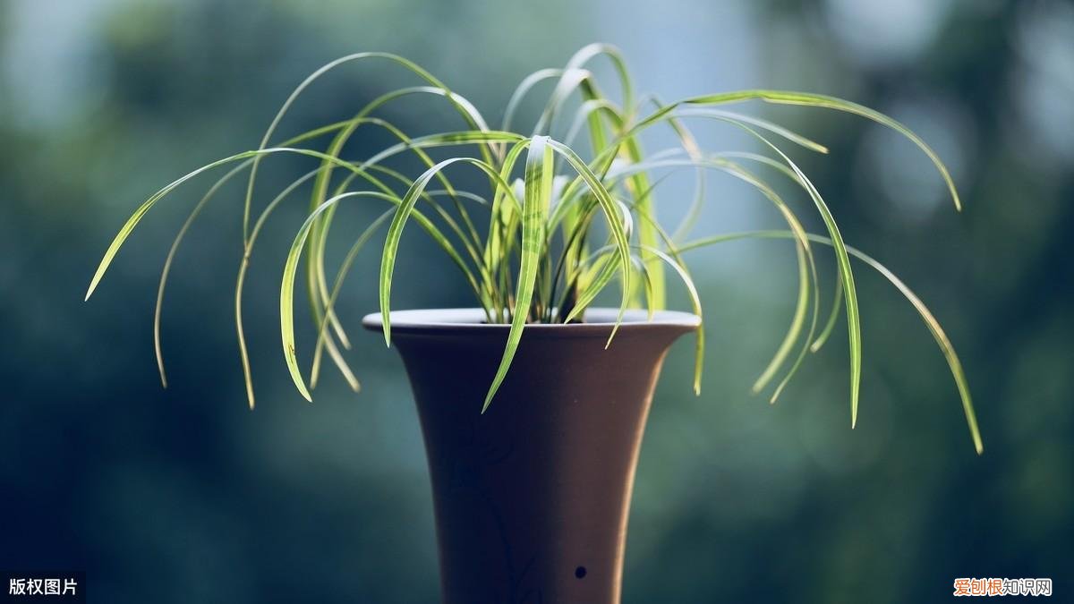 收藏 好养活寿命长的盆栽花，38种颜值高、好养活、寿命长的常见室内盆栽，附养护简介