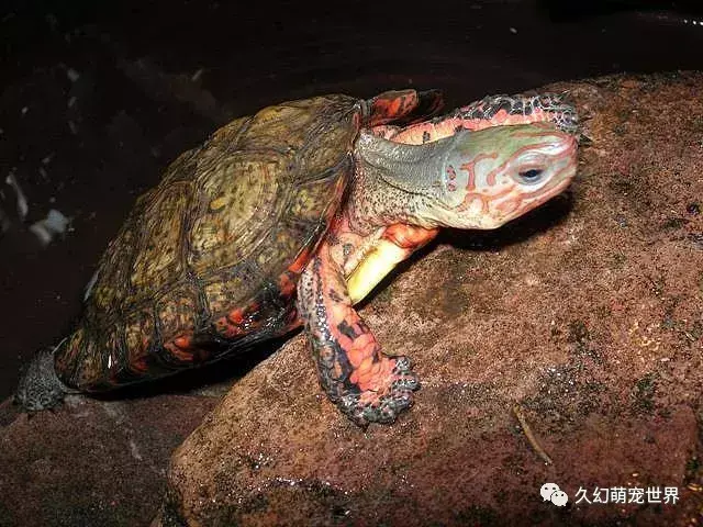 关于动物的开头和结尾,有关于宠物,写在最开始的话