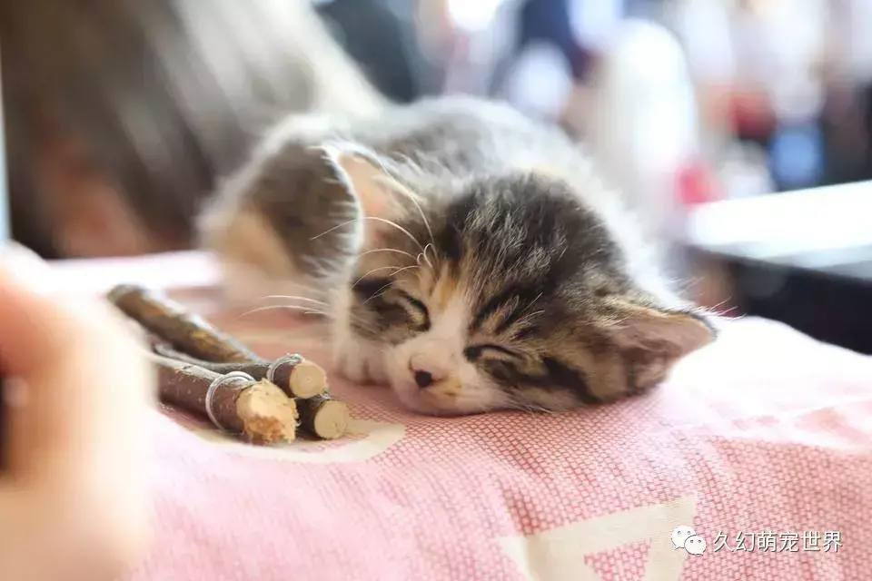 关于动物的开头和结尾,有关于宠物,写在最开始的话