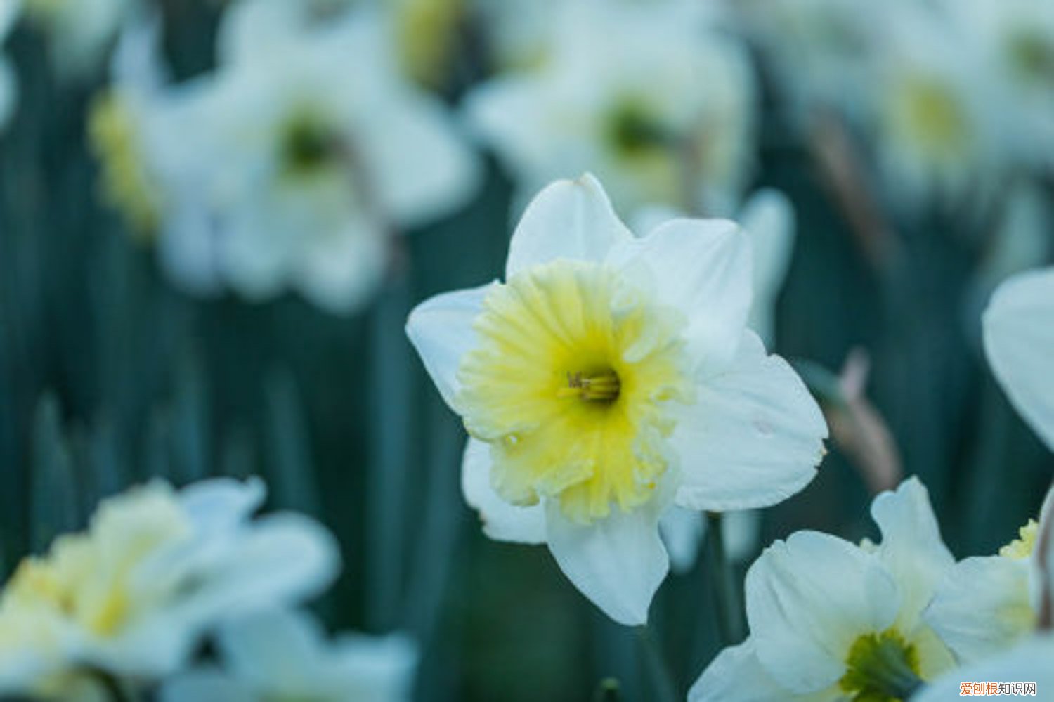 水仙花怎么养水培放多少水 水仙花怎么养