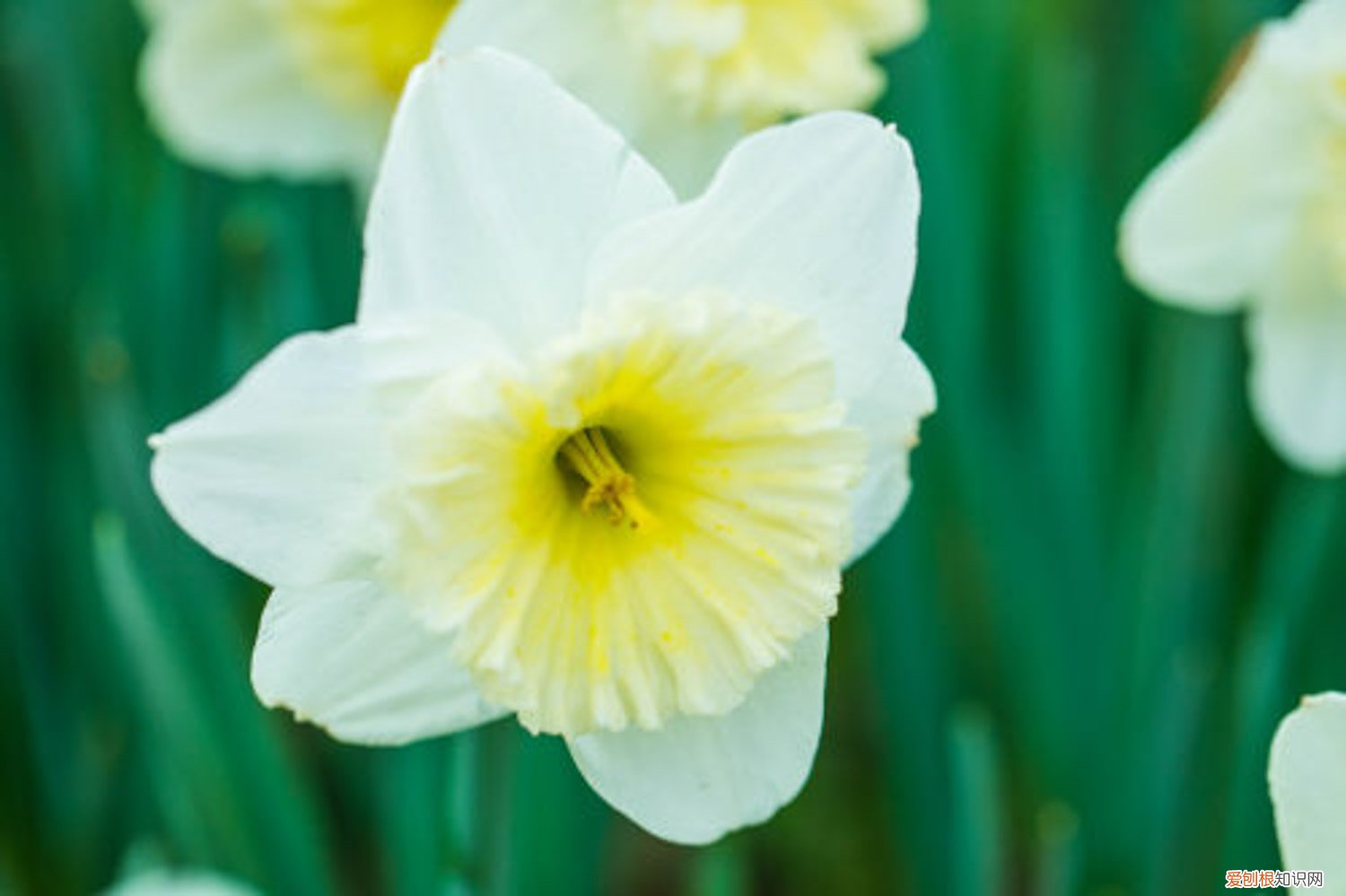水仙花怎么养水培放多少水 水仙花怎么养