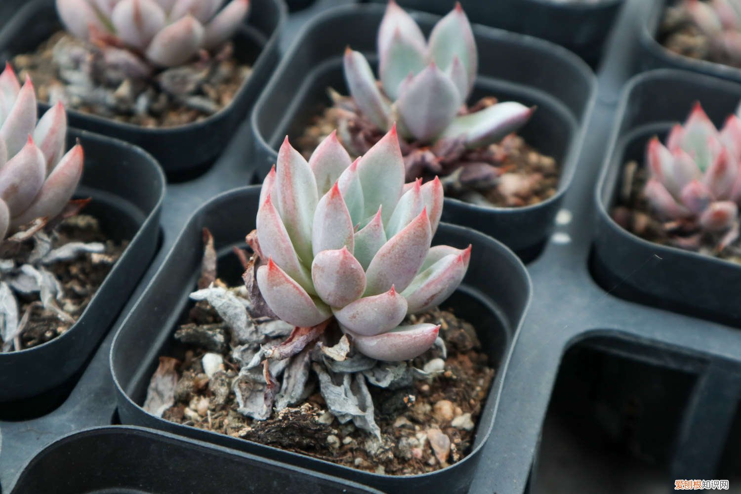 多肉植物多久浇一次水?怎么浇? 多肉植物怎么浇水，多久浇一次水