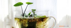 水生植物怎样栽培 水生植物怎么养